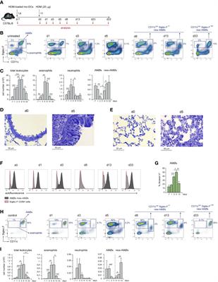 Airway allergy causes alveolar macrophage death, profound alveolar disorganization and surfactant dysfunction